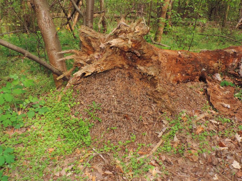 DSCN9187.JPG